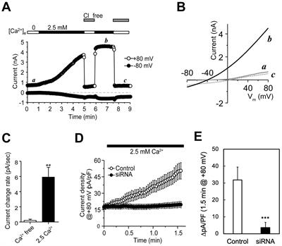 Chromogranin B (CHGB) is dimorphic and responsible for dominant anion channels delivered to cell surface via regulated secretion